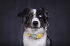 Miniature Australian Shepherd portrait