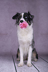 sitting Miniature Australian Shepherd