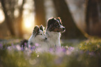 Miniature Australian Shepherd with Sheltie