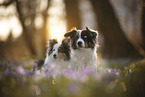 Miniature Australian Shepherd with Sheltie