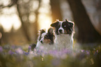Miniature Australian Shepherd with Sheltie