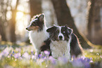 Miniature Australian Shepherd with Sheltie