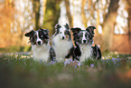 Miniature Australian Shepherds with Sheltie