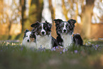 Miniature Australian Shepherds with Sheltie