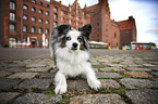 standing Miniature Australian Shepherd