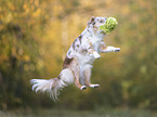 playing Miniature Australian Shepherd
