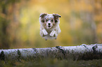 running Miniature Australian Shepherd