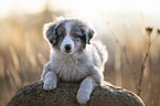 lying Miniature Australian Shepherd Puppy