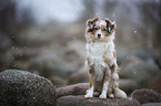 sitting Miniature Australian Shepherd