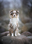 sitting Miniature Australian Shepherd