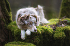 lying Miniature Australian Shepherd