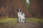 Miniature Australian Shepherd with Sheltie