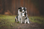 Miniature Australian Shepherd with Sheltie