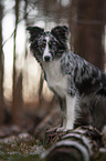 standing Miniature Australian Shepherd