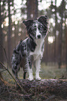 standing Miniature Australian Shepherd
