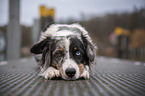 lying Miniature Australian Shepherd