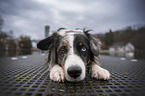 lying Miniature Australian Shepherd