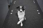 sitting Miniature Australian Shepherd