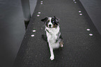 sitting Miniature Australian Shepherd