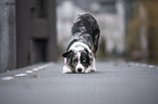 standing Miniature Australian Shepherd