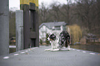 standing Miniature Australian Shepherd