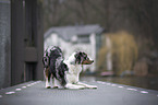 standing Miniature Australian Shepherd