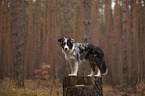 standing Miniature Australian Shepherd