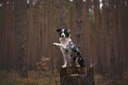 sitting Miniature Australian Shepherd