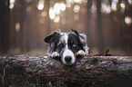 Miniature Australian Shepherd