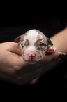 2 days old Miniature Australian Shepherd