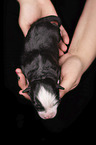 2 days old Miniature Australian Shepherd