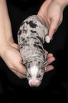 2 days old Miniature Australian Shepherd
