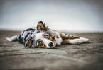 lying Miniature Australian Shepherd