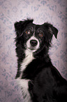 Miniature Australian Shepherd portrait