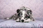 lying Miniature Australian Shepherd