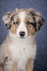 Miniature Australian Shepherd portrait