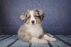 lying Miniature Australian Shepherd