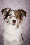 Miniature Australian Shepherd portrait