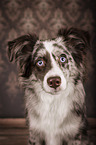 Miniature Australian Shepherd portrait