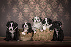 Miniature Australian Shepherd Puppies in a basket