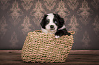 Miniature Australian Shepherd Puppy in a basket
