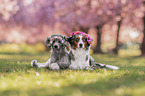 Miniature Australian Shepherd with Standard Poodle