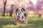 Miniature Australian Shepherd in a basket