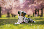 lying Miniature Australian Shepherd