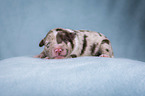 lying Miniature Australian Shepherd Puppy