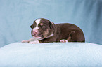 lying Miniature Australian Shepherd Puppy