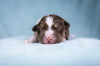 lying Miniature Australian Shepherd Puppy