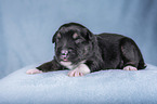 lying Miniature Australian Shepherd Puppy