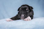 lying Miniature Australian Shepherd Puppy