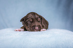 lying Miniature Australian Shepherd Puppy